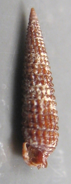 Thriphoridae da Cannizzaro